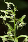 Green fringed orchid